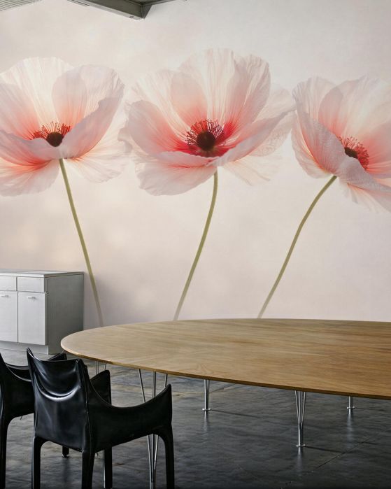 Fototapeten Zarte Mohnblumen im Glanz