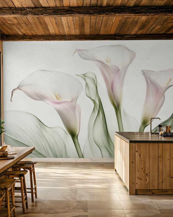 Fototapeten Zarte Calla in rosigem Weiß