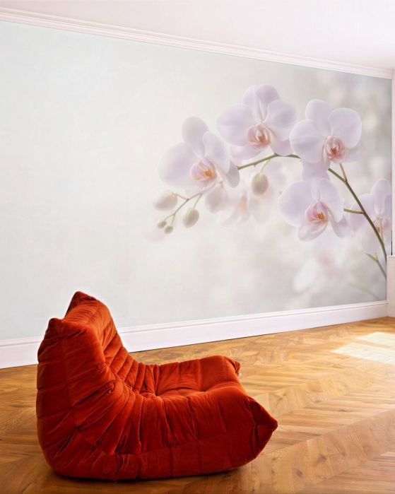 Fototapeten Zarte weiße Orchideen