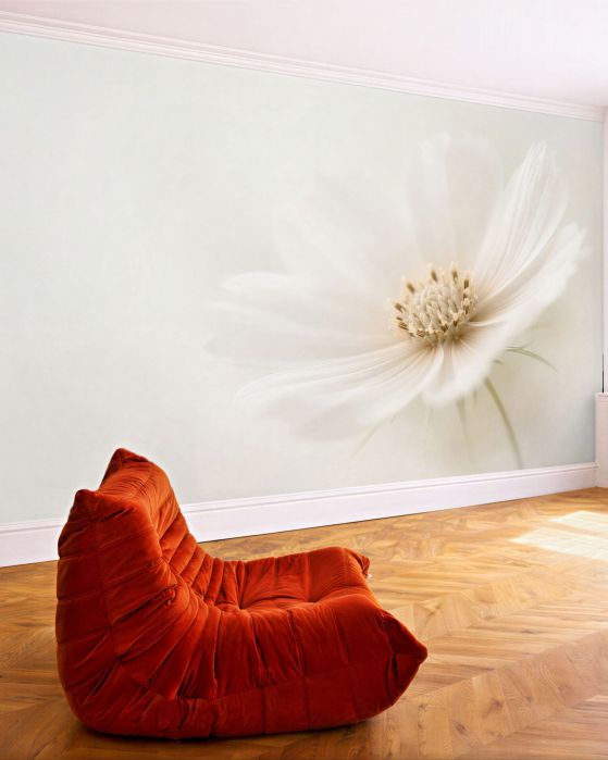 Fototapeten Zarte weiße Blume