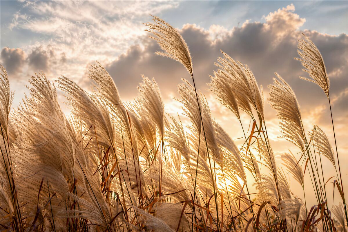 Fototapeten Pampasgräser bei Sonnenuntergang
