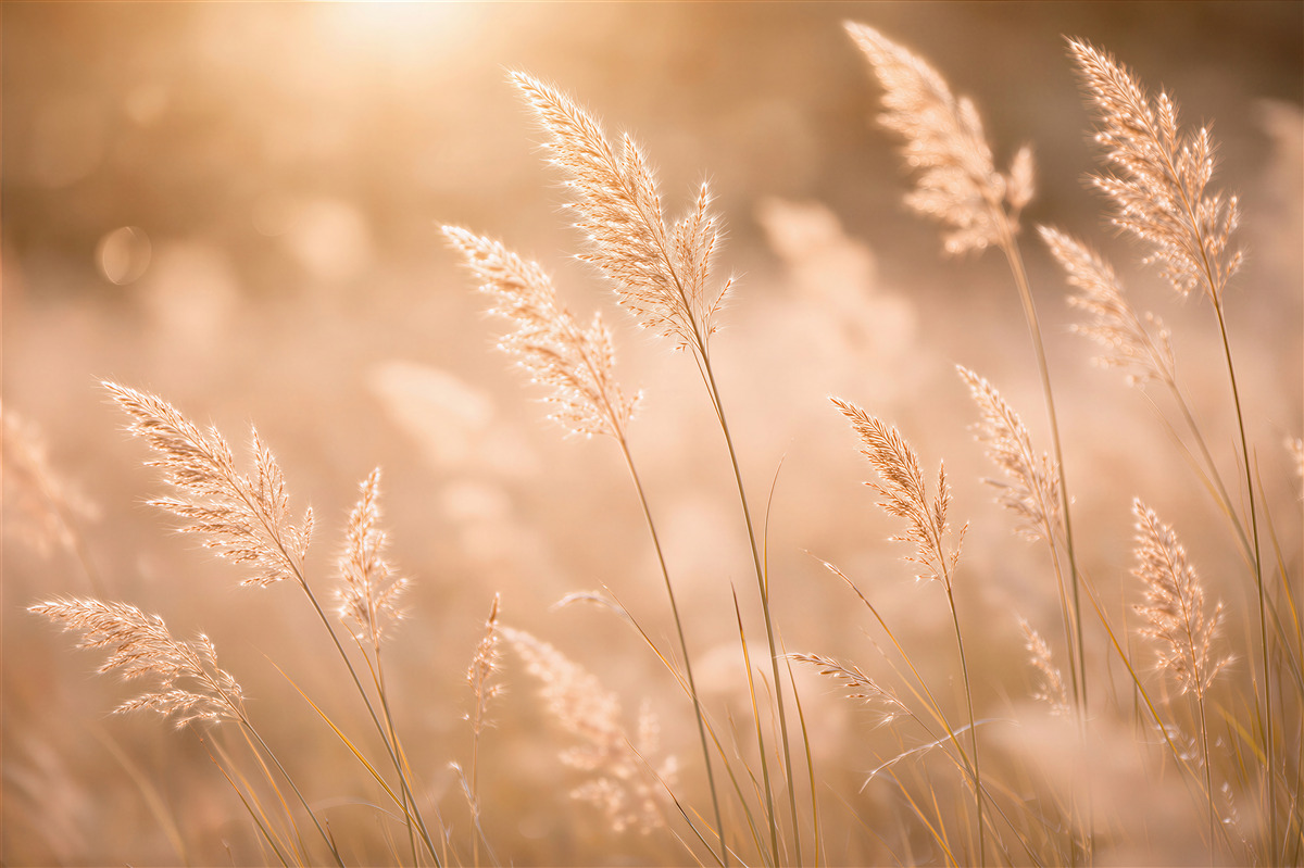 Fototapeten Goldene Gräser im Morgenlicht