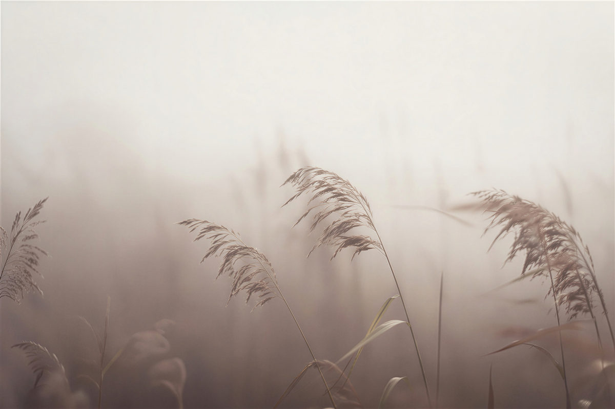 Fototapeten Nebliges Gras im Morgengrauen