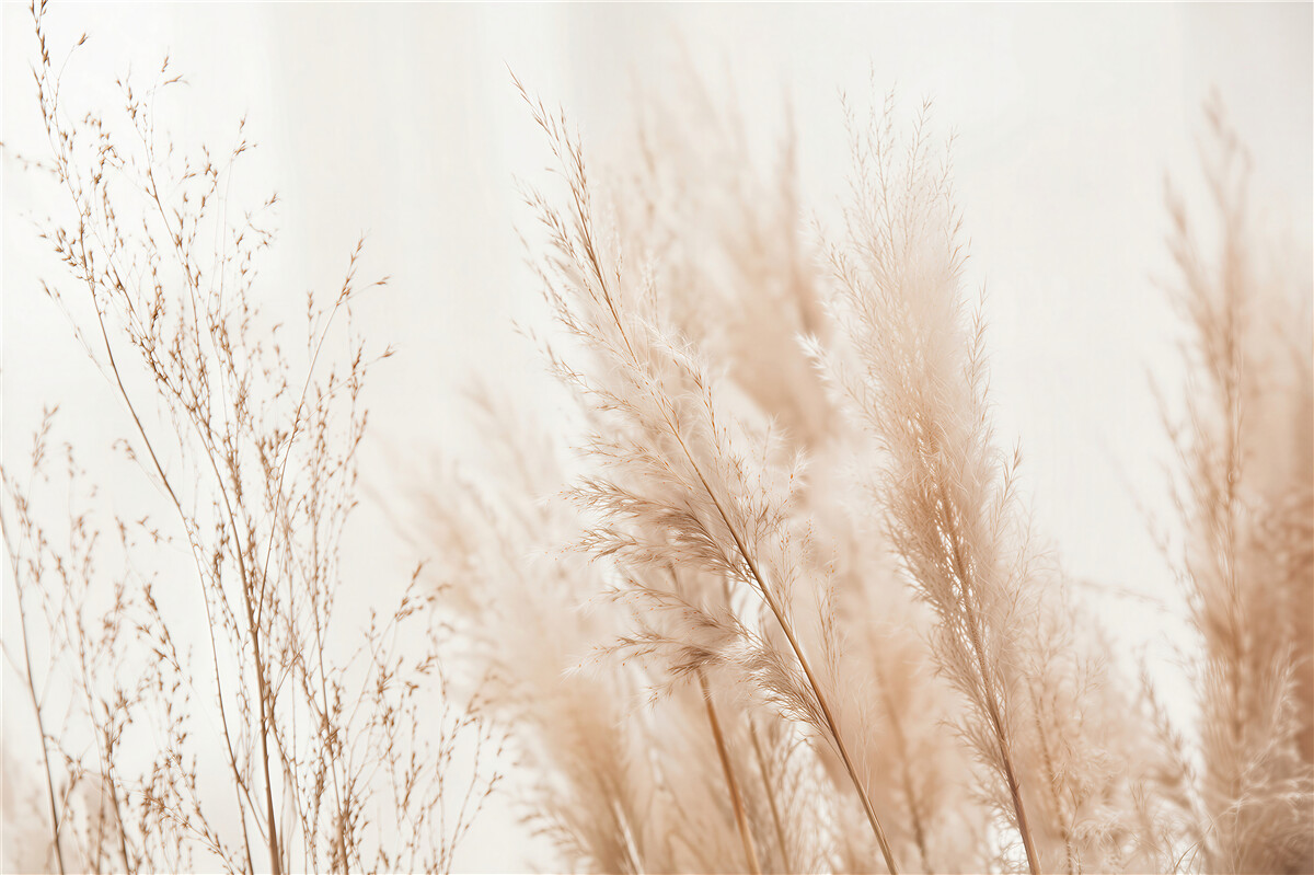 Fototapeten Beige Gräser im zarten Nebel