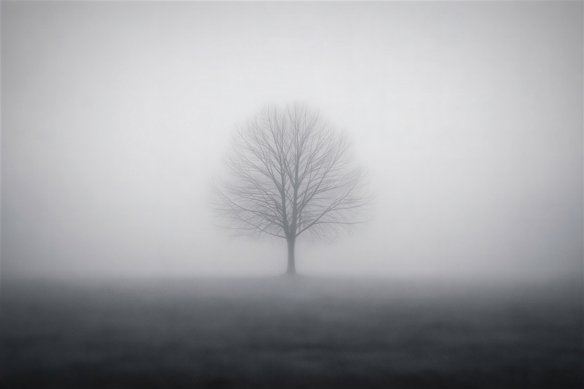 Fototapeten Einsamer Baum im Nebel