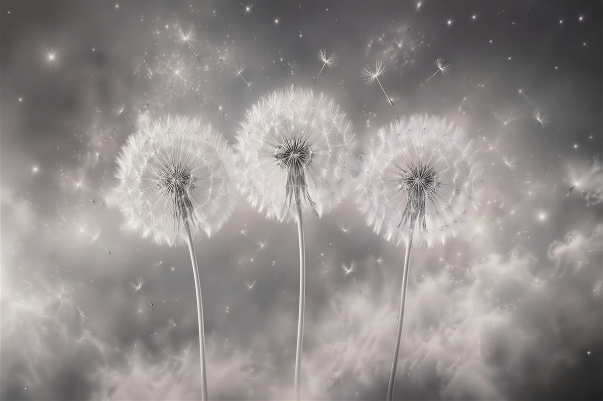 Fototapeten Leuchtende Pusteblumen im silbernen Nebel