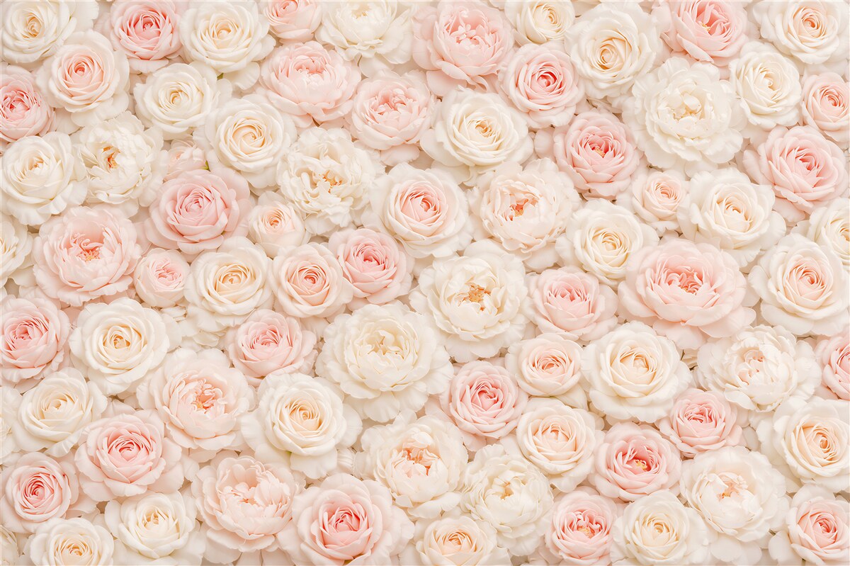 Fototapeten Puderrosa Rosen und cremefarbene Pfingstrosen