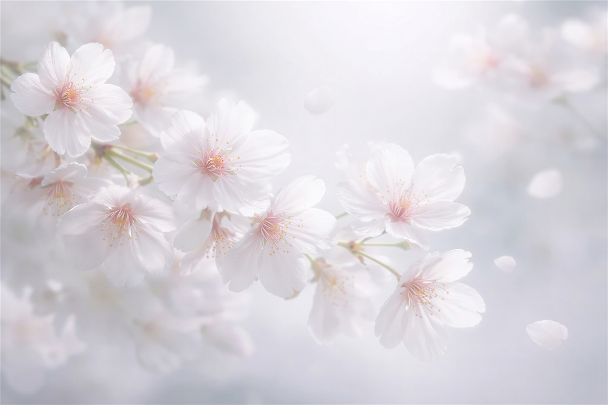 Fototapeten ätherische Kirschblüten im Morgengrauen