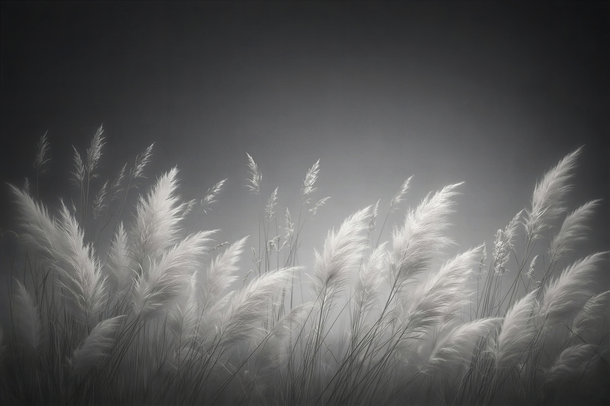 Fototapeten silberne Gräser im Nebel