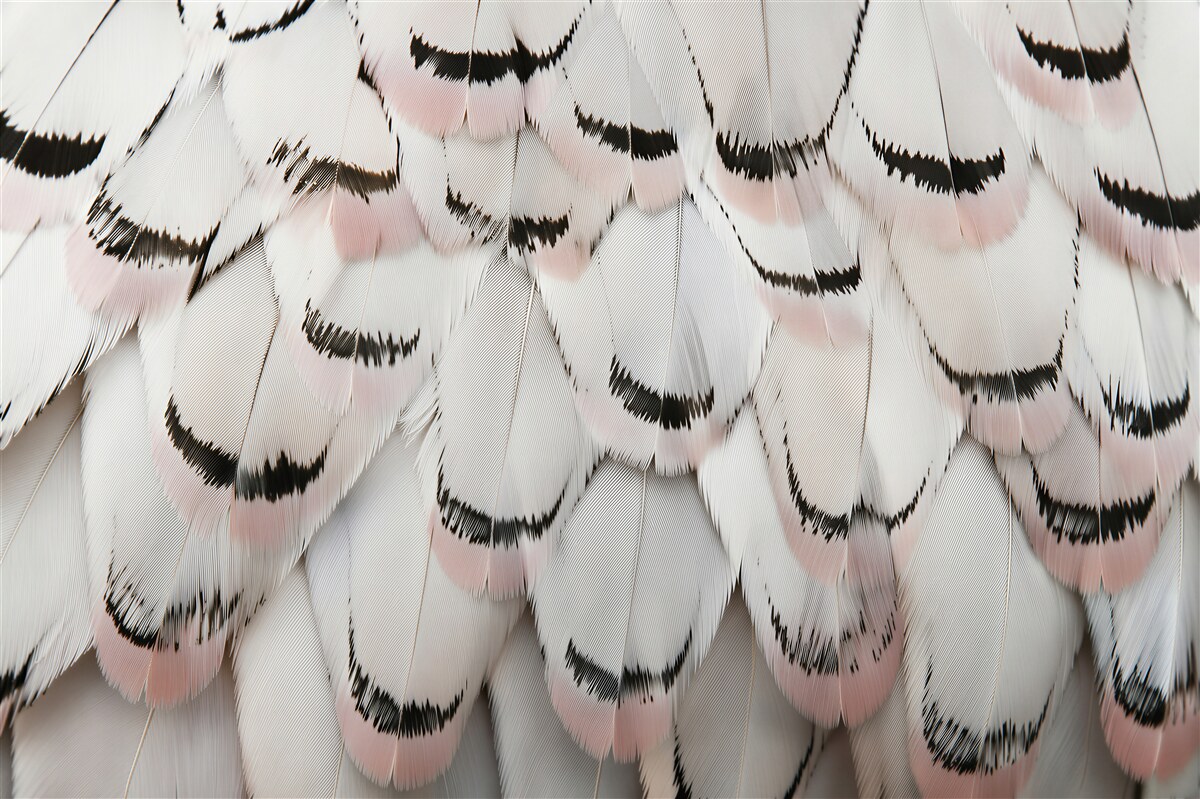 Fototapeten Puderfarbene Federn in elegantem Rhythmus