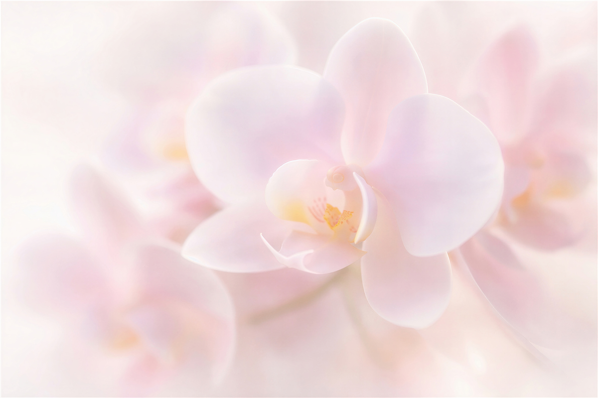 Fototapeten Zarte weiße Orchidee