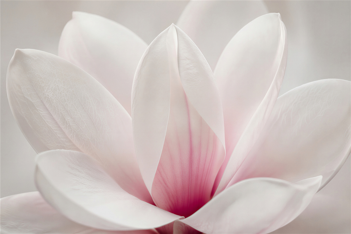 Fototapeten Zarte Magnolienblütenblätter in Nahaufnahme