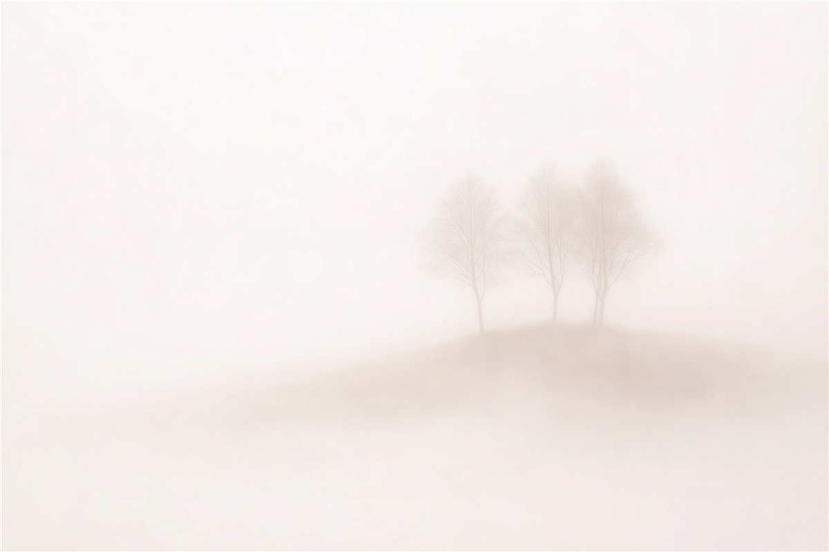 Fototapeten Einsame Bäume im Nebel