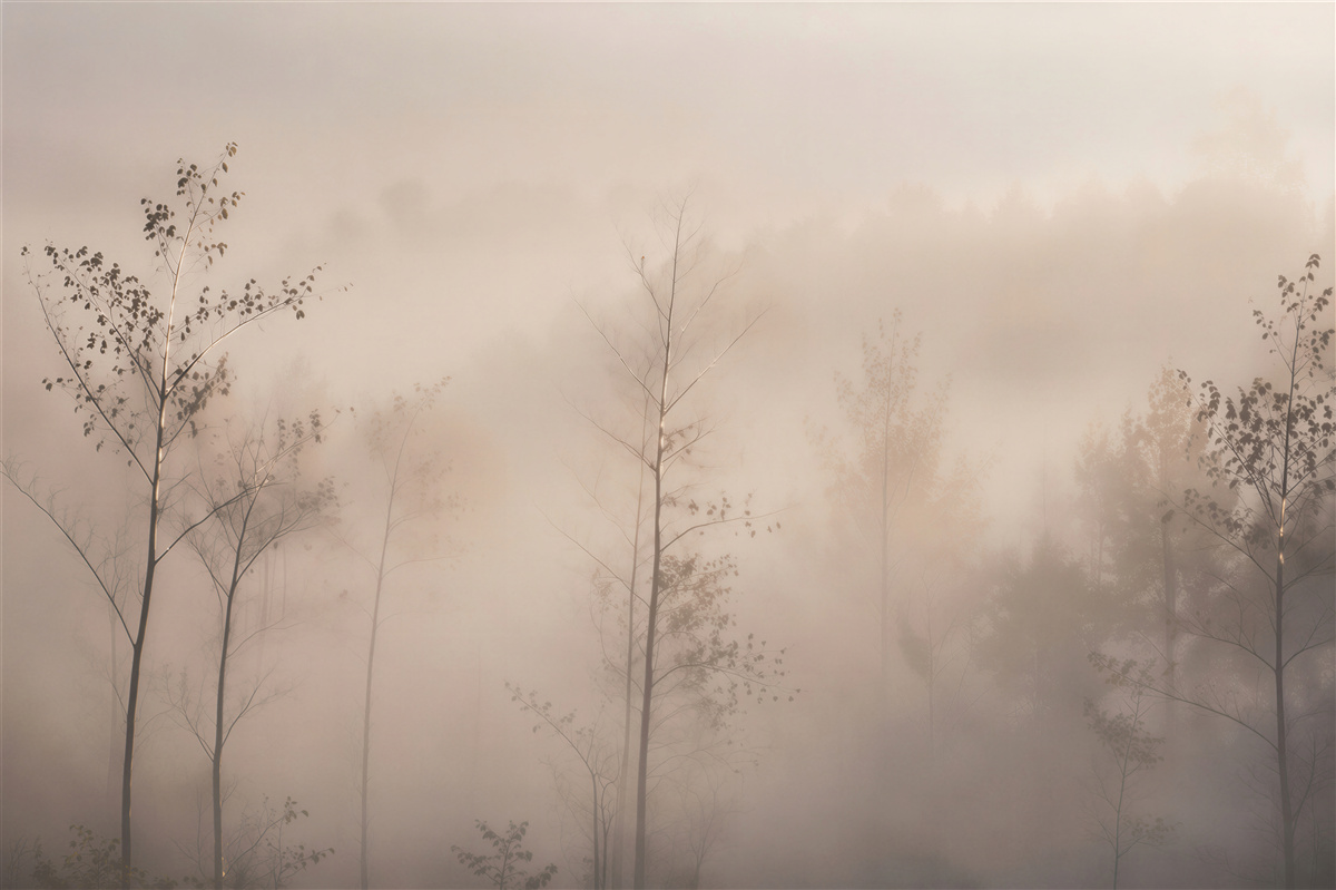 Fototapeten Nebeliger Wald im Morgengrauen