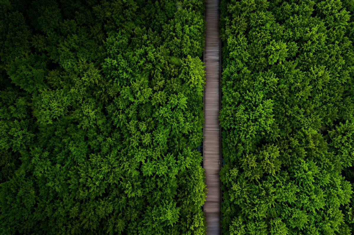 Fototapeten Waldweg aus der Vogelperspektive