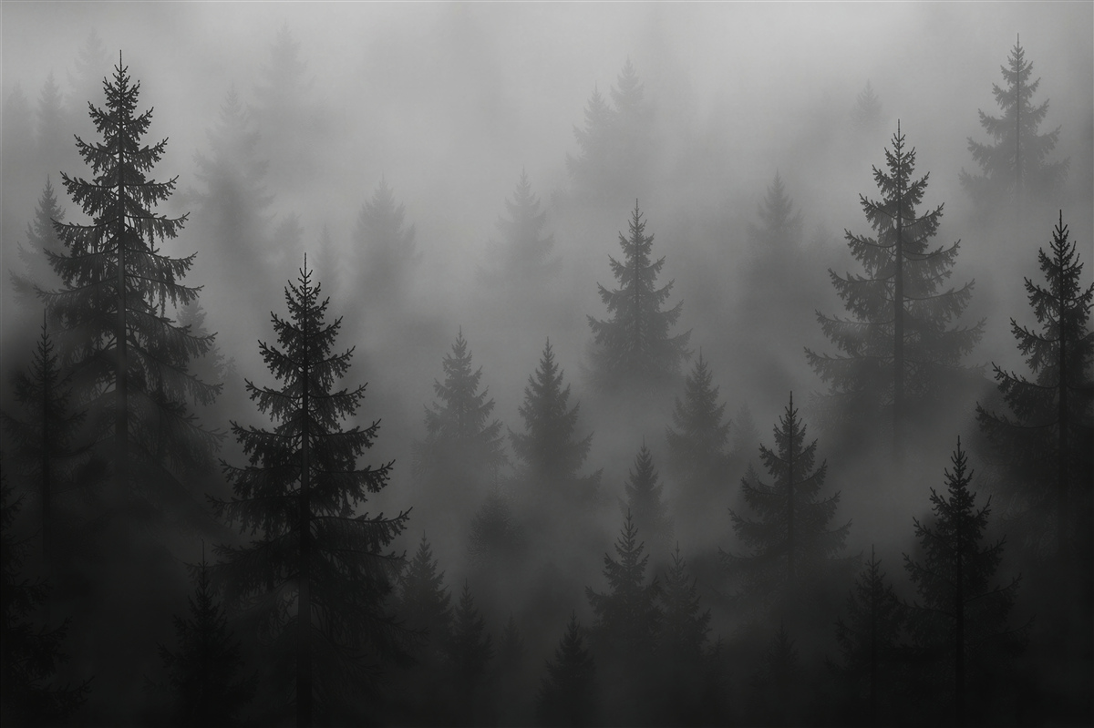 Fototapeten Dunkler Wald im Nebel