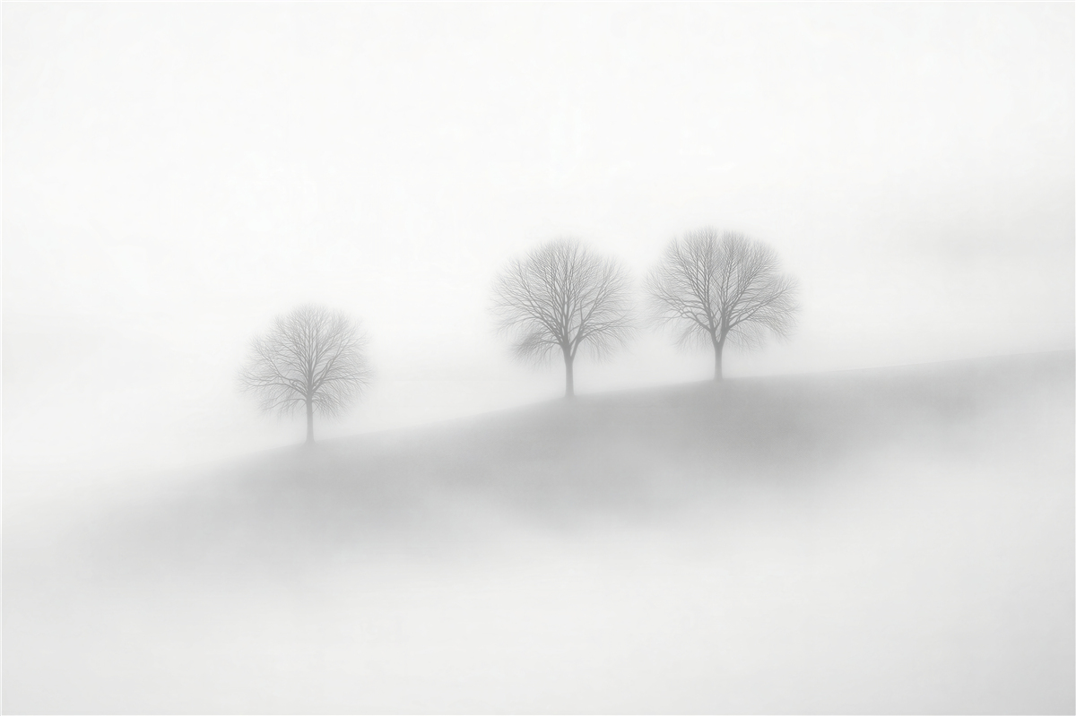 Fototapeten Einsame Bäume im weißen Nebel