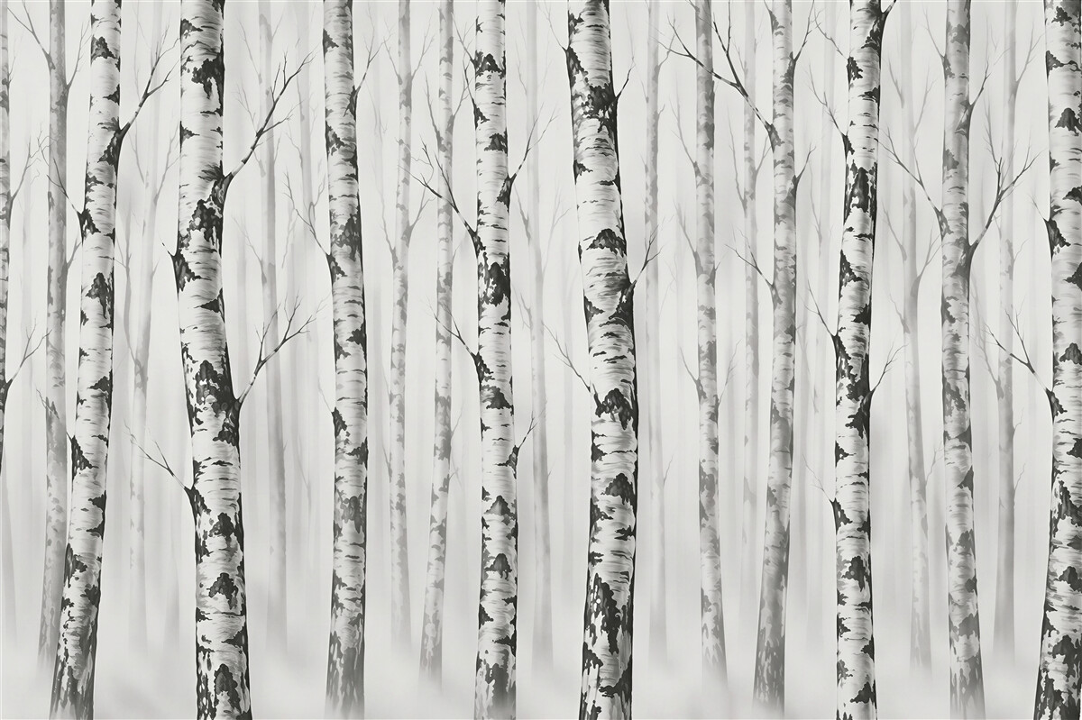 Fototapeten Birkenwald im Nebel