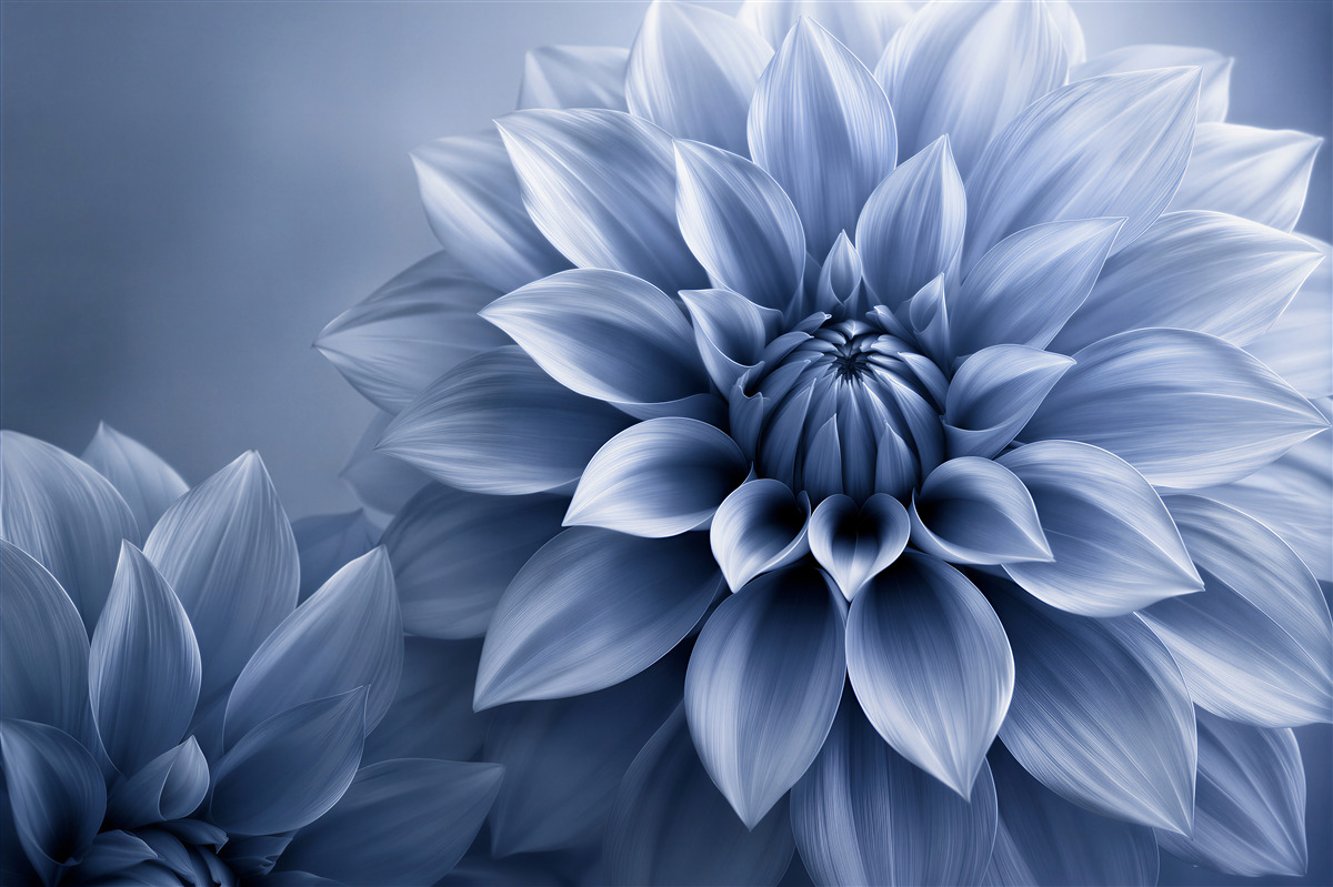 Fototapeten Blaue Blume in Nahaufnahme