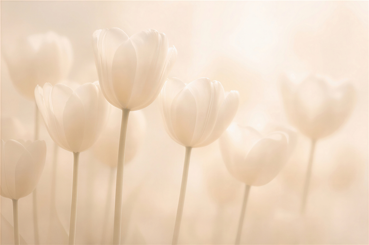 Fototapeten Cremige Tulpen in weichem Licht