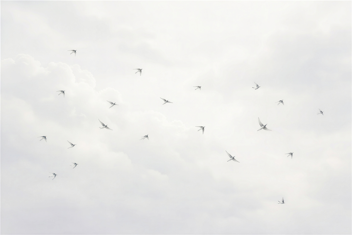 Fototapeten Fliegende Vögel zwischen den Wolken