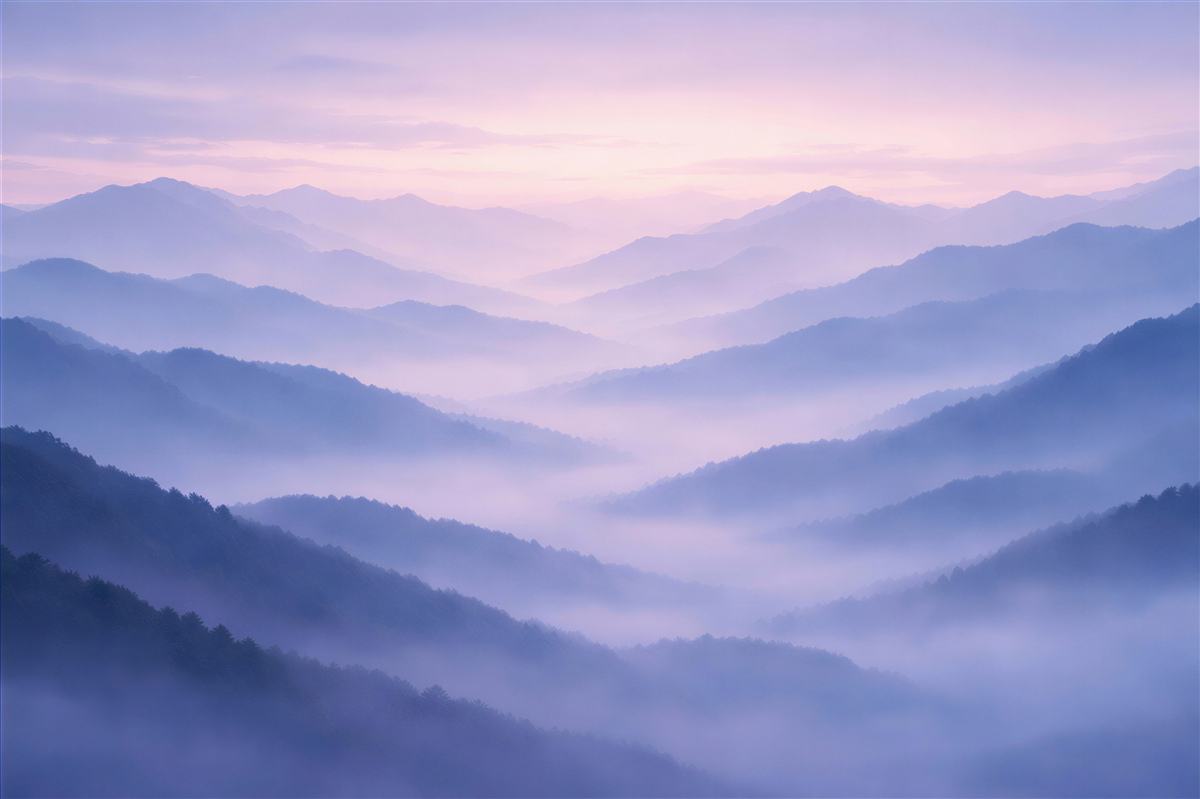 Fototapeten Lavendelberge im Nebel bei Tagesanbruch