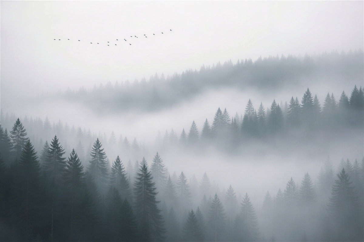 Fototapeten Waldnebel im Morgengrauen