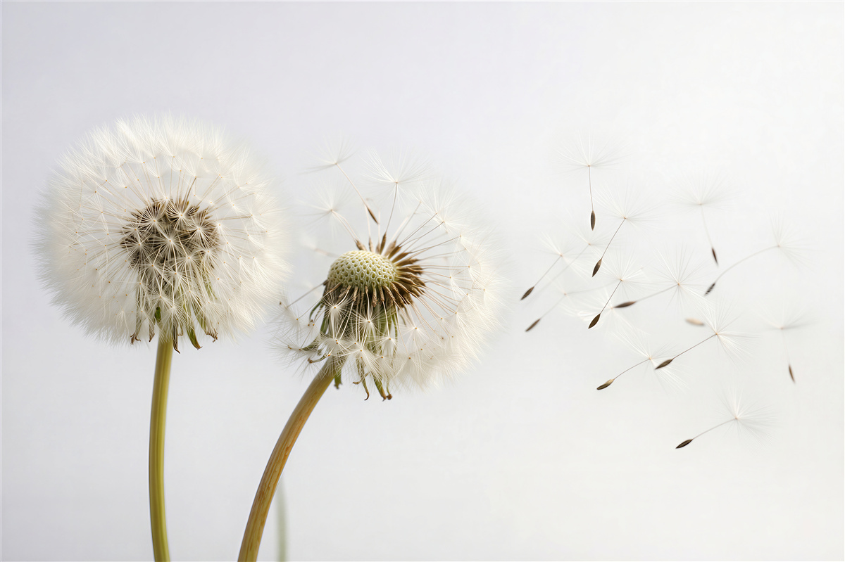 Fototapeten Zarte Pusteblumen auf hellem Hintergrund
