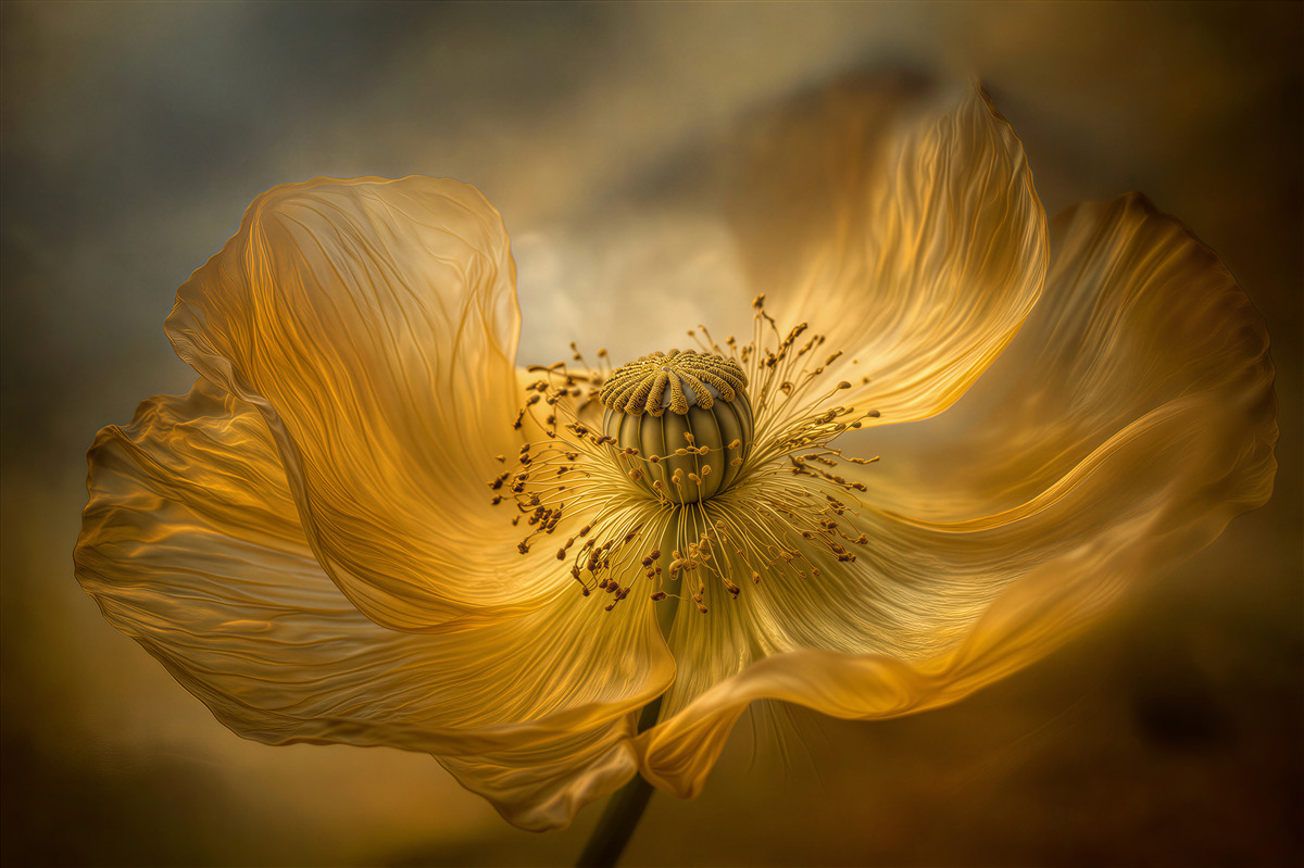 Fototapeten Goldener Mohn in leuchtender Erscheinung
